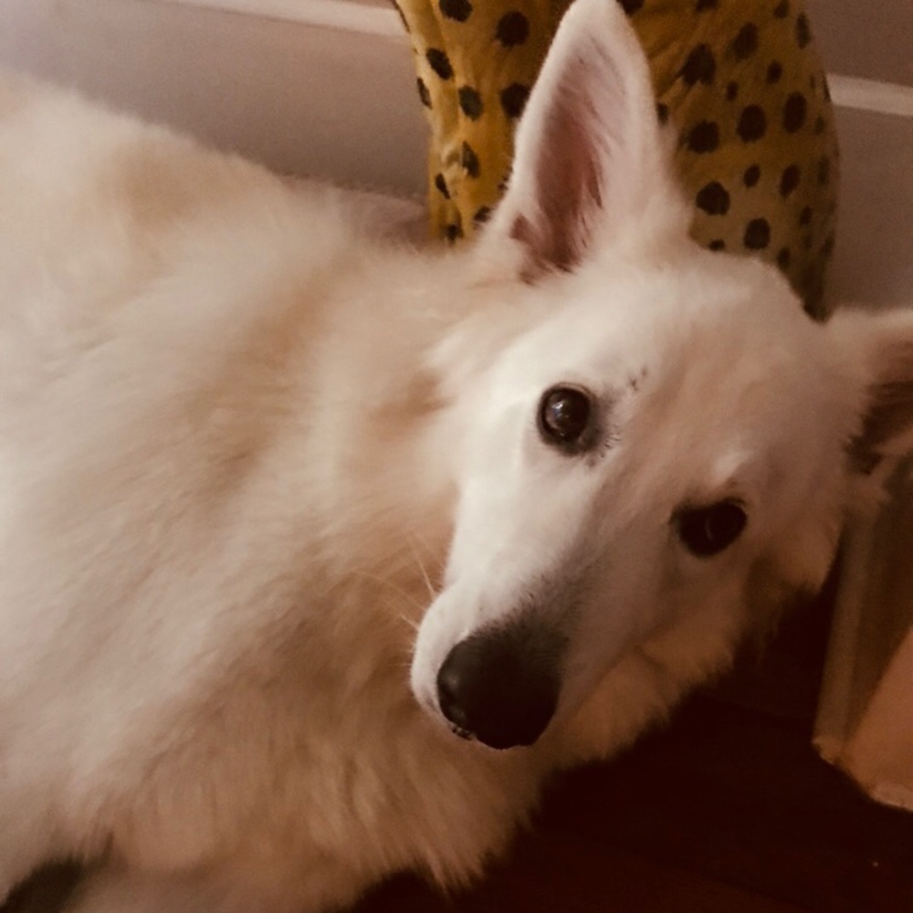 Meet your Posher, Stacey